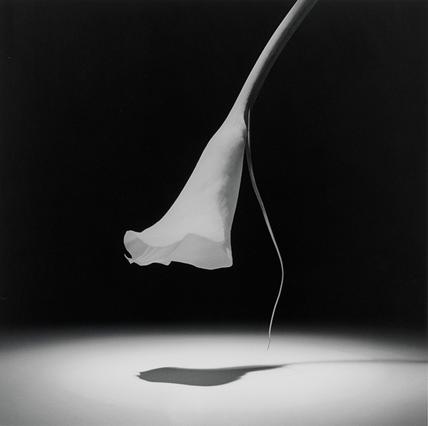 Robert Mapplethorpe at the Guggenheim, New York